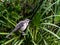 Florida Mockingbird in a Palmetto Bush