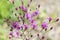 Florida native ironweed (Vernonia gigantea) purple blooms in the sandhills