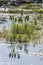 Florida native plant water reflection