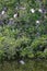 Florida Nesting Birds in Swamp