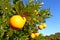 Florida Orange Groves Landscape