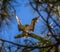 Florida Osprey with a Fish