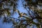 Florida Osprey with a Fish