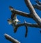 Florida Osprey with a Fish