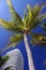 Florida Palm Tree and Condo