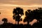 Florida palm trees silhouetted against sunset.