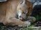 Florida panther cleaning paws