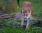 Florida Panther, puma, or cougar, walks through the brush as it stalks its prey