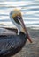 Florida pelican