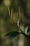 Florida Peperomia in Fakahatchee Strand Preserve State Park, Florida