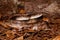 Florida Pine Snake