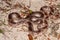 Florida Pine Snake Pituophis melanoleucus mugitus