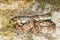 Florida Pine Snake - Pituophis melanoleucus mugitus