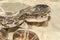 Florida Pine Snake - Pituophis melanoleucus mugitus