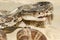 Florida Pine Snake - Pituophis melanoleucus mugitus