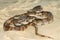Florida Pine Snake - Pituophis melanoleucus mugitus