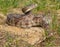 Florida Pine Snake - Pituophis melanoleucus mugitus, is a nonvenomous snake in the family Colubridae. Defensive posture head up