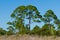 Florida pine trees on beach dune