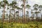 Florida Pinelands