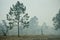 Florida Pines in Smoke During Controlled Burn