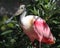 Florida pink Spoonbill