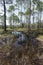 Florida Prairie Wetland at Tarkiln Bayou Preserve State Park