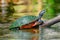 Florida red bellied turtle basking on small log in water