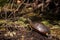 Florida red bellied turtle Pseudemys nelsoni