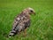 Florida Red Shouldered Hawk