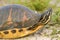 Florida Redbelly Turtle (Pseudemys nelson)