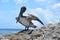 Florida`s Boca Raton Inlet provides a great resting and feeding area for Pelicans and other wild birds.