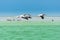 Florida\'s Wildlife Pelicans flying over Willets