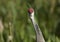 Florida Sandhill Crane