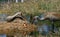 Florida sandhill crane and baby