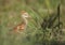 Florida Sandhill Crane chick