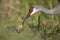 Florida Sandhill Crane feeding chick