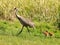 Florida sandhill crane, Grus canadensis pratensis, with two young colts