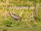 Florida sandhill crane, Grus canadensis pratensis, with two young colts