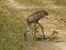 Florida sandhill crane, Grus canadensis pratensis, with two young colts