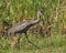 Florida sandhill crane, Grus canadensis pratensis, with young colt