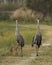 Florida sandhill crane pair, Grus canadensis pratensis, with two young colts