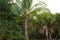 Florida Sanibel Captiva island coconut palm tree