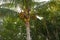 Florida Sanibel Captiva island coconut palm tree