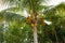 Florida Sanibel Captiva island coconut palm tree