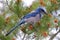 Florida Scrub Jay