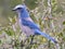 Florida Scrub Jay