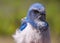 Florida scrub jay (Aphelocoma coerulescens)