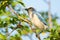 Florida Scrub-Jay (Aphelocoma coerulescens) Perched