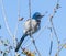 Florida Scrub Jay - Aphelocoma coerulescens - rare and critically endangered species. Federally protected. fluffy feathers perched