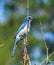 Florida Scrub Jay - Aphelocoma coerulescens - rare and critically endangered species. Federally protected. perched on bare tree